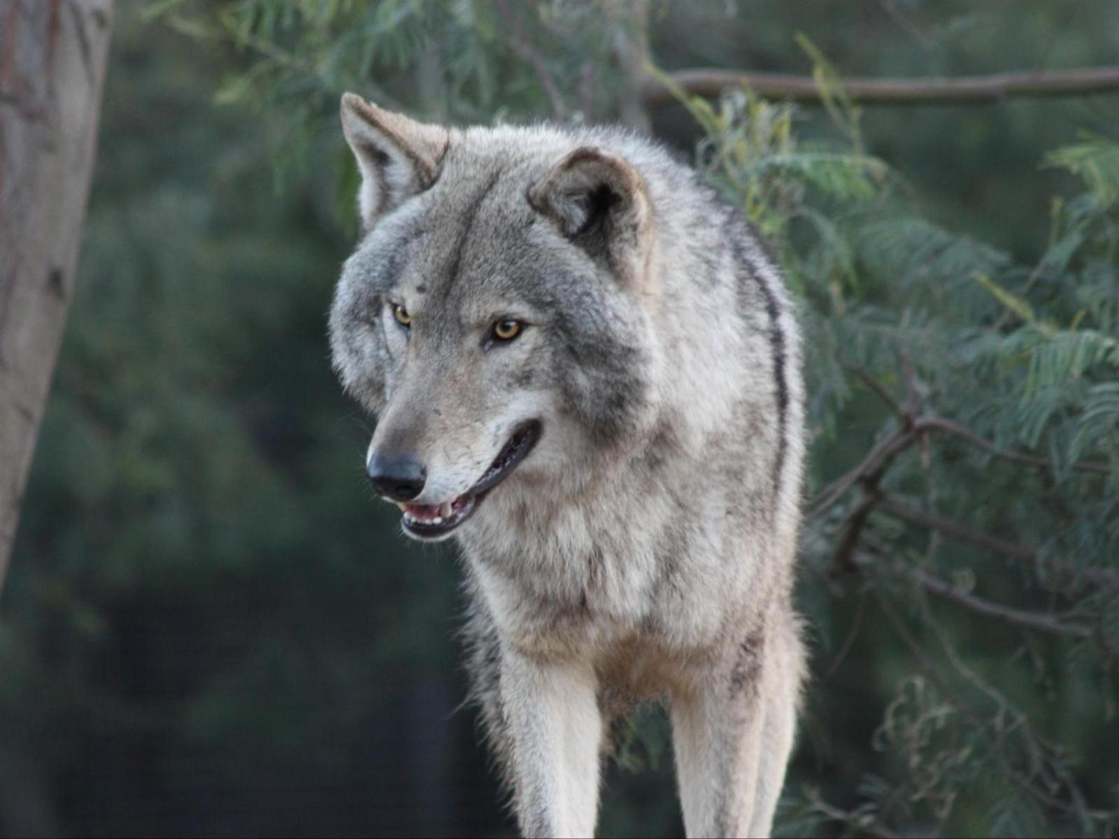 Tsitsikamma Wolf Sanctuary Eco Cabins & Teepees Стормсрівер Екстер'єр фото