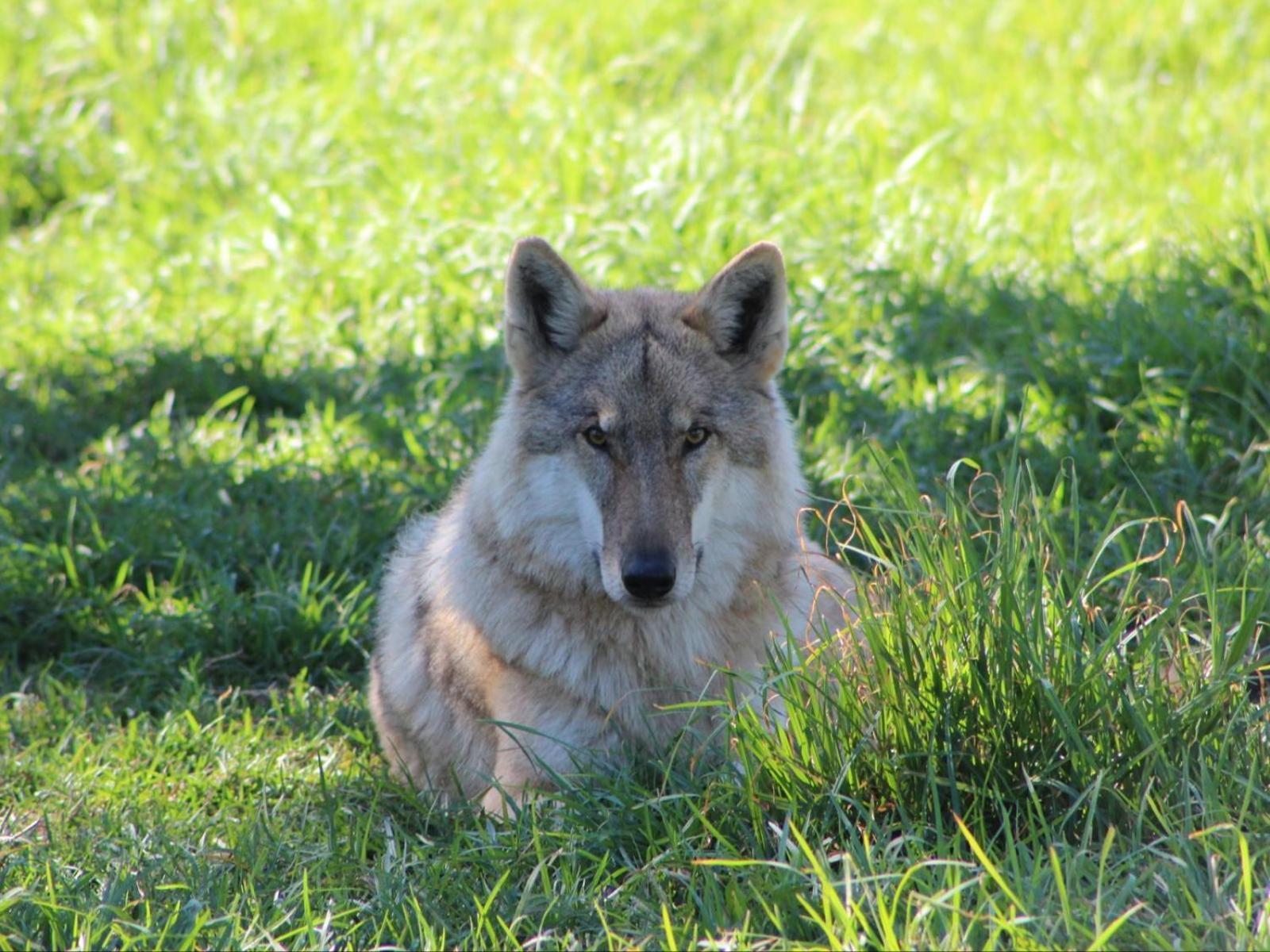 Tsitsikamma Wolf Sanctuary Eco Cabins & Teepees Стормсрівер Екстер'єр фото