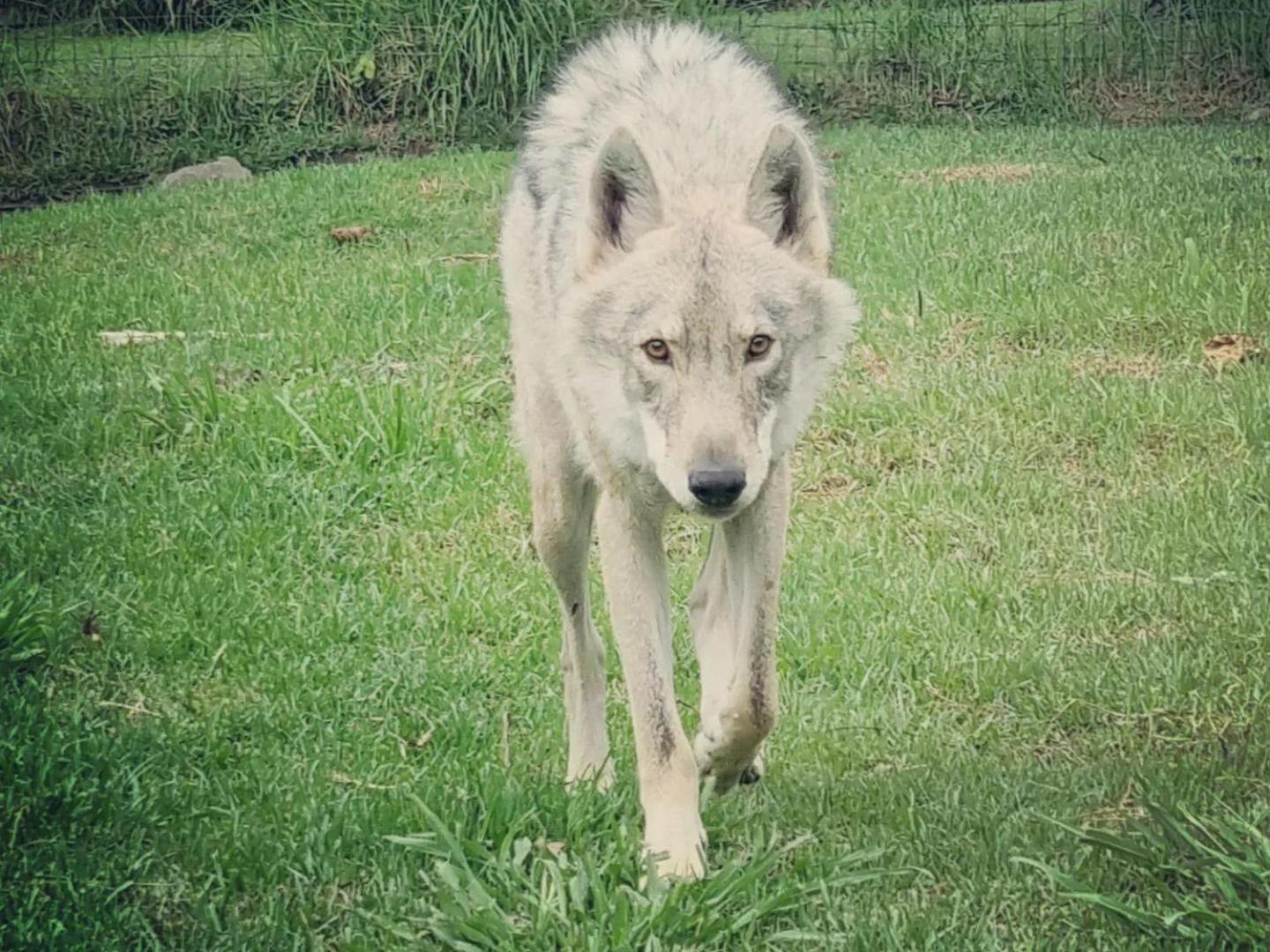 Tsitsikamma Wolf Sanctuary Eco Cabins & Teepees Стормсрівер Екстер'єр фото