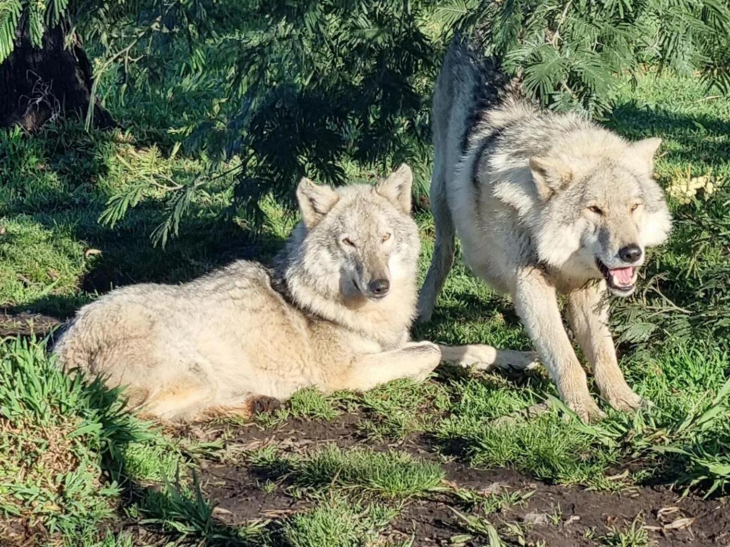 Tsitsikamma Wolf Sanctuary Eco Cabins & Teepees Стормсрівер Екстер'єр фото