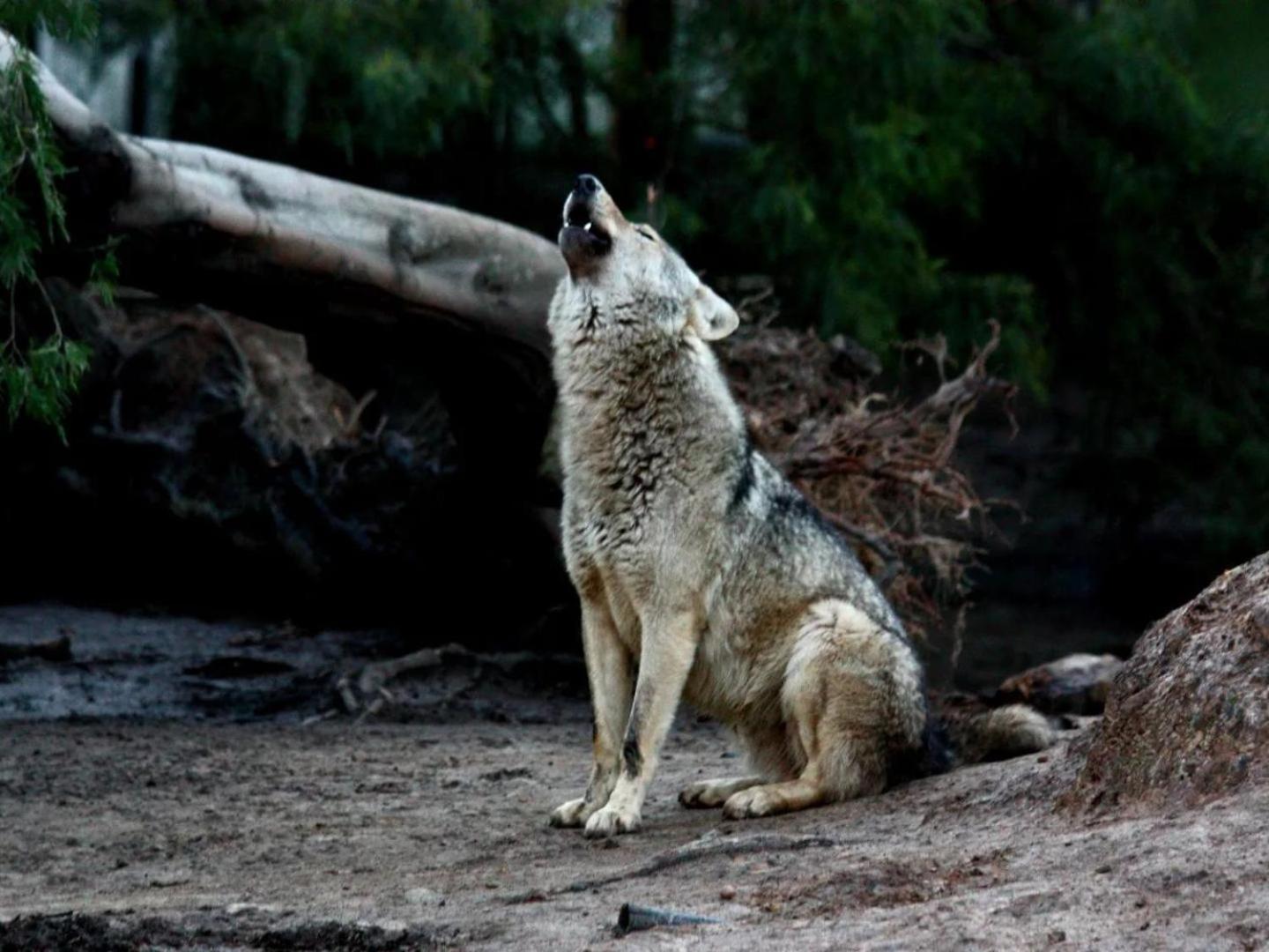 Tsitsikamma Wolf Sanctuary Eco Cabins & Teepees Стормсрівер Екстер'єр фото